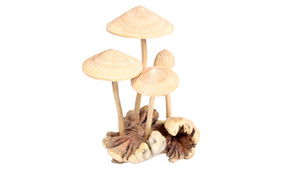 Mushroom wab