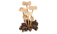 6 mushrooms